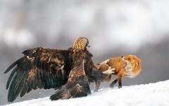 Desktop image. Animals. ID:57249