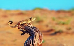 Desktop image. Animals. ID:57253