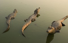 Desktop image. Animals. ID:36167
