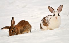 Desktop image. Animals. ID:36168