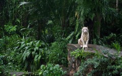 Desktop image. Animals. ID:36171