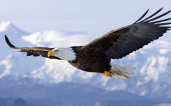 Desktop image. Animals. ID:36172