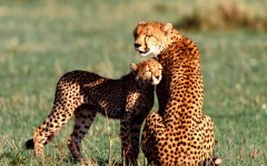 Desktop image. Animals. ID:36174