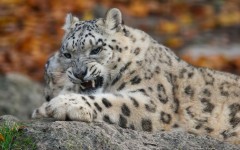Desktop image. Animals. ID:57254