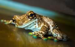 Desktop image. Animals. ID:57264