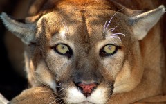 Desktop image. Animals. ID:36177