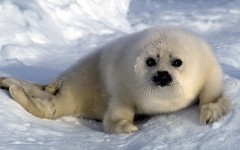 Desktop image. Animals. ID:36178