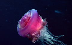 Desktop image. Animals. ID:36179