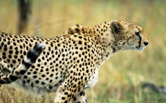 Desktop image. Animals. ID:36180