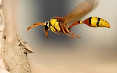 Desktop image. Animals. ID:36181