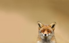 Desktop image. Animals. ID:36182