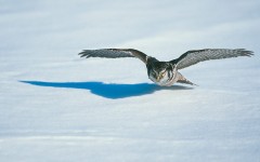 Desktop image. Animals. ID:36183