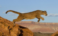 Desktop image. Animals. ID:36184
