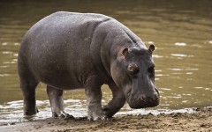 Desktop image. Animals. ID:36185