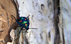 Desktop image. Animals. ID:36186