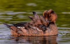 Desktop image. Animals. ID:57271