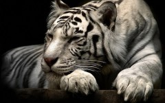 Desktop image. Animals. ID:36188
