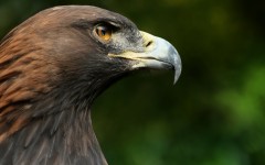 Desktop image. Animals. ID:36189