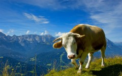 Desktop image. Animals. ID:36190