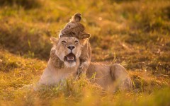 Desktop image. Animals. ID:57273