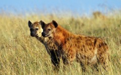 Desktop image. Animals. ID:36193