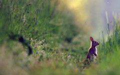 Desktop image. Animals. ID:36194