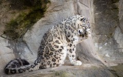 Desktop image. Animals. ID:57279