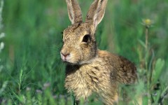 Desktop image. Animals. ID:36198