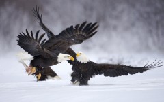 Desktop image. Animals. ID:36199