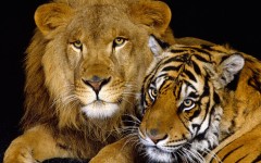 Desktop image. Animals. ID:36200