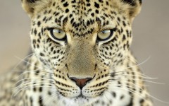 Desktop image. Animals. ID:36201
