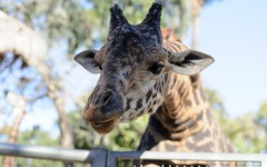 Desktop image. Animals. ID:57280