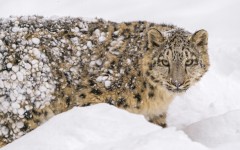 Desktop image. Animals. ID:57281