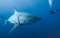 Desktop image. Animals. ID:36204