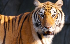 Desktop image. Animals. ID:36205