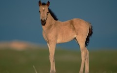 Desktop image. Animals. ID:36206