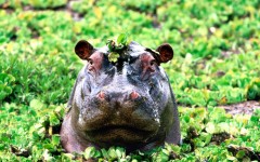 Desktop image. Animals. ID:36207