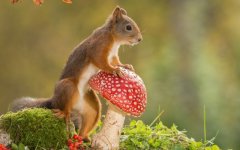 Desktop image. Animals. ID:95507