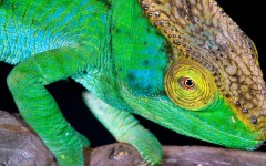 Desktop image. Animals. ID:36211