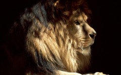 Desktop image. Animals. ID:36212