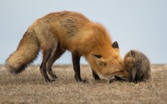 Desktop image. Animals. ID:57284