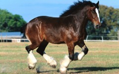 Desktop image. Animals. ID:36214