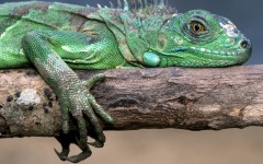 Desktop image. Animals. ID:36215