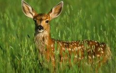 Desktop image. Animals. ID:36216