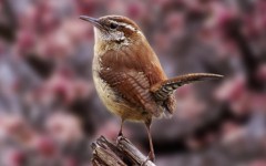 Desktop image. Animals. ID:36218