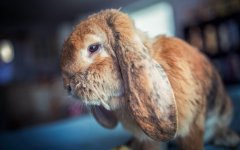 Desktop image. Animals. ID:95826