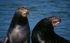 Desktop image. Animals. ID:36222