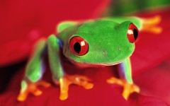 Desktop image. Animals. ID:36223