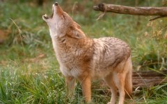 Desktop image. Animals. ID:36225