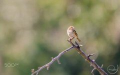 Desktop image. Animals. ID:95690